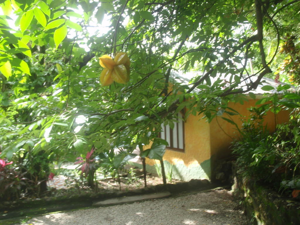 Pachamama Tropical Garden Lodge Malpais Room photo
